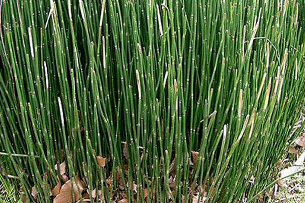 Horsetail Plant - Accents | ALD Architectural Land Design Incorporated - Naples, Florida