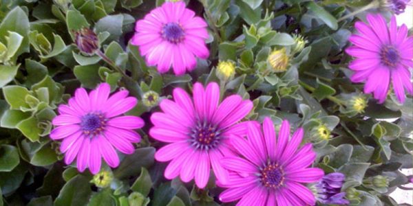 Annuals | ALD Architectural Land Design Resources