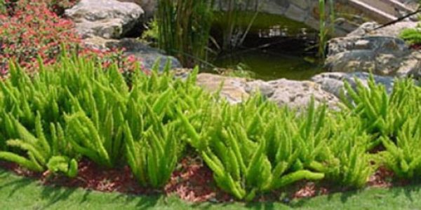 Groundcover and Vines | ALD Architectural Land Design Resources