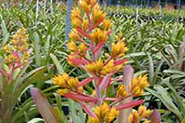 Aechmea Rick Bromeliad - Groundcovers and Vines | ALD Architectural Land Design Incorporated - Naples, Florida