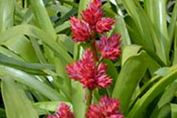 Hohenbergia Bromeliad - Groundcovers and Vines | ALD Architectural Land Design Incorporated - Naples, Florida