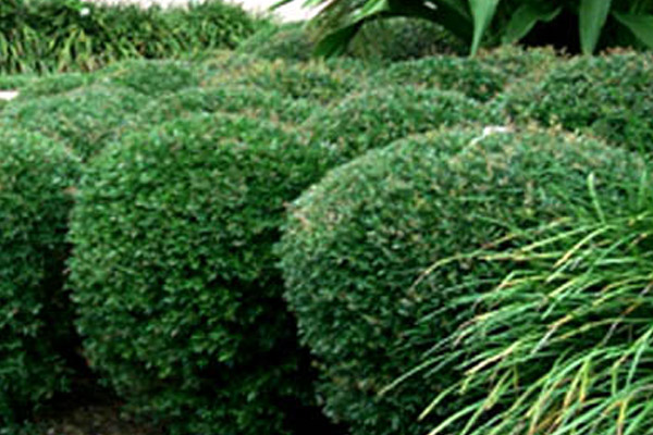 Ilex Schillings - Groundcovers and Vines | ALD Architectural Land Design Incorporated - Naples, Florida