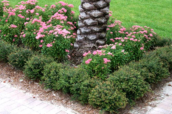 Ilex Schillings - Groundcovers and Vines | ALD Architectural Land Design Incorporated - Naples, Florida