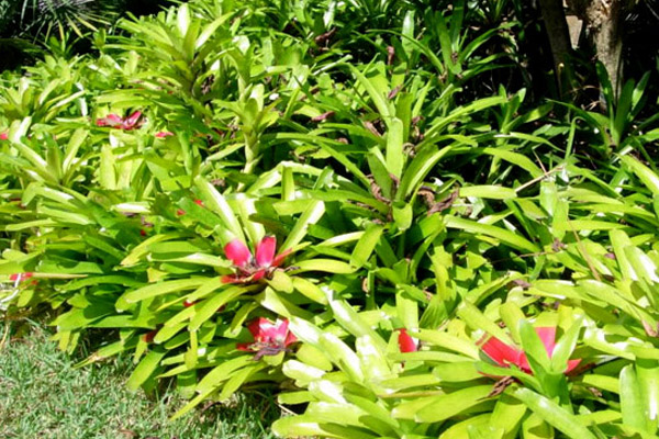 McWilams Bromeliad - Groundcovers and Vines | ALD Architectural Land Design Incorporated - Naples, Florida