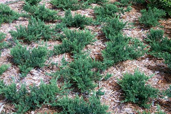 Parsons Juniper - Groundcovers and Vines | ALD Architectural Land Design Incorporated - Naples, Florida