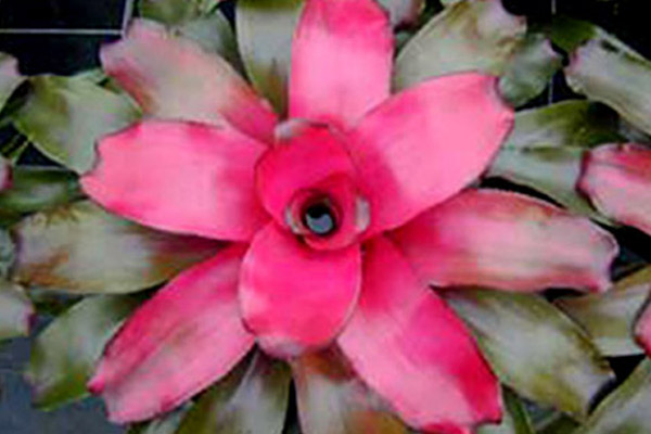 Pink Lila Bromeliad - Groundcovers and Vines | ALD Architectural Land Design Incorporated - Naples, Florida