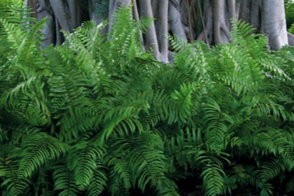 Sword Fern - Groundcovers and Vines | ALD Architectural Land Design Incorporated - Naples, Florida
