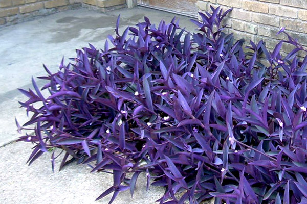 Wandering Jew - Groundcovers and Vines | ALD Architectural Land Design Incorporated - Naples, Florida