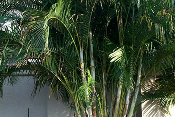 Areca Palm - Palms | ALD Architectural Land Design Incorporated - Naples, Florida