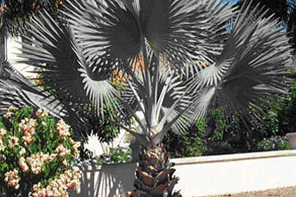 Bismark Palm - Palms | ALD Architectural Land Design Incorporated - Naples, Florida