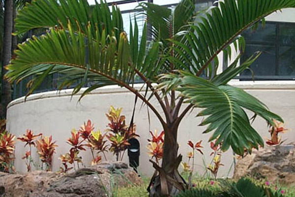 Bottle Palm - Palms | ALD Architectural Land Design Incorporated - Naples, Florida