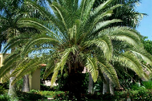 Canary Island Date Palm - Palms | ALD Architectural Land Design Incorporated - Naples, Florida