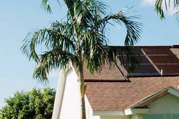 Carpenteria Palm - Palms | ALD Architectural Land Design Incorporated - Naples, Florida
