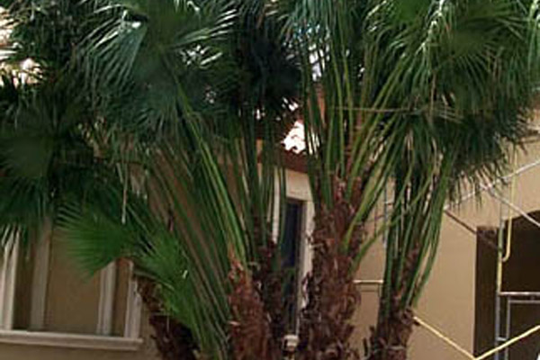 Chinese Fan Palms - Palms | ALD Architectural Land Design Incorporated - Naples, Florida