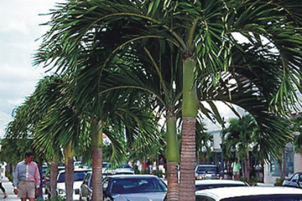 Christmas Palm - Palms | ALD Architectural Land Design Incorporated - Naples, Florida