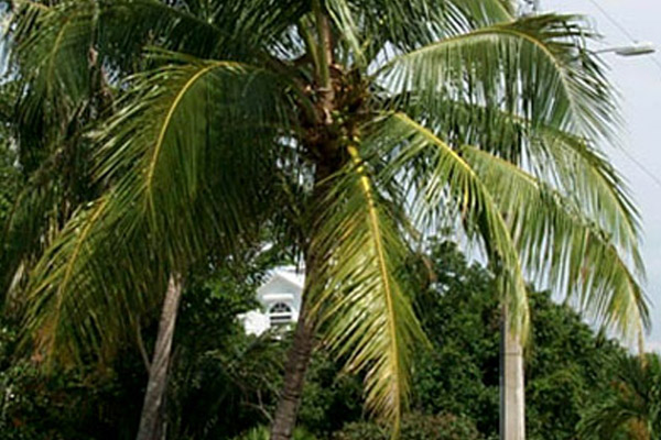 Coconut Palm - Palms | ALD Architectural Land Design Incorporated - Naples, Florida