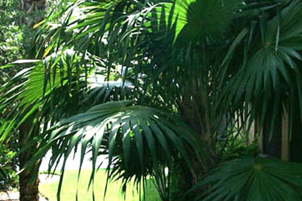 Thatch Palm - Palms | ALD Architectural Land Design Incorporated - Naples, Florida