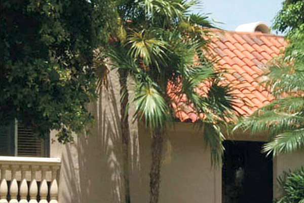 Thatch Palm - Palms | ALD Architectural Land Design Incorporated - Naples, Florida