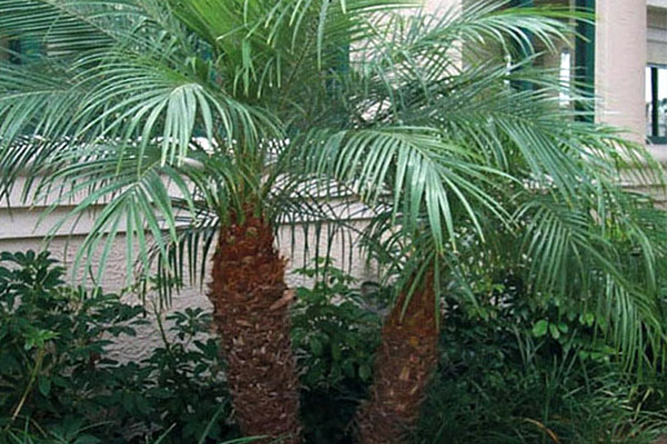Pygmy Date Palm - Palms | ALD Architectural Land Design Incorporated - Naples, Florida
