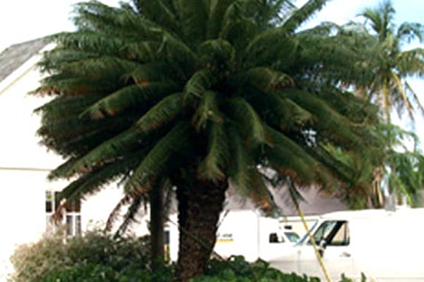 Nila Palmiers Bag Mustard / Large Palms