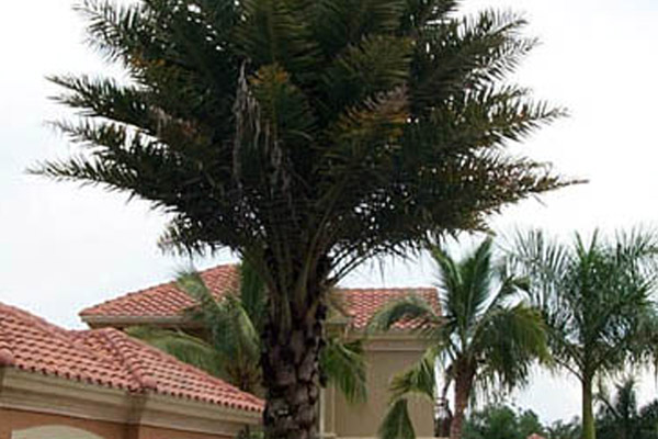 Sylvester Palm - Palms | ALD Architectural Land Design Incorporated - Naples, Florida