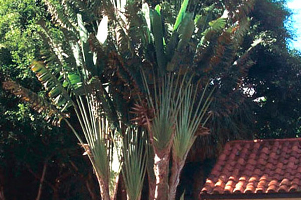 Travelers Palm - Palms | ALD Architectural Land Design Incorporated - Naples, Florida