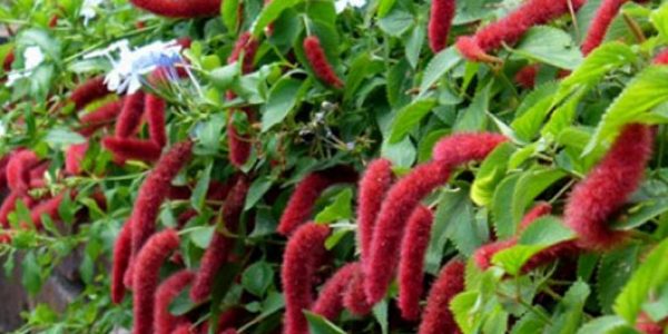 Dwarf Chenille Plant | ALD Architectural Land Design Resources