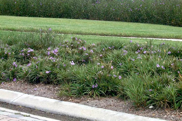 Compact Kaie Purple - Shrubs | ALD Architectural Land Design Incorporated - Naples, Florida