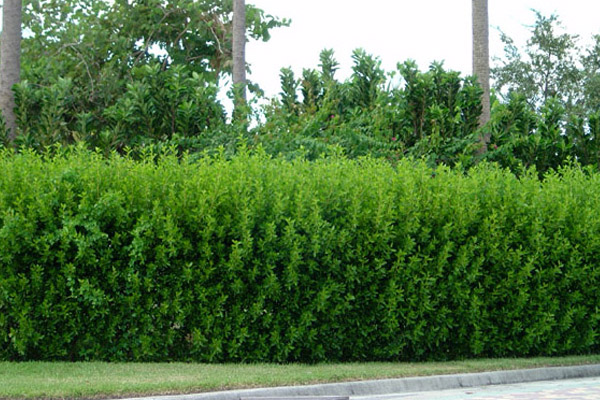 Green Buttonwood - Shrubs | ALD Architectural Land Design Incorporated - Naples, Florida