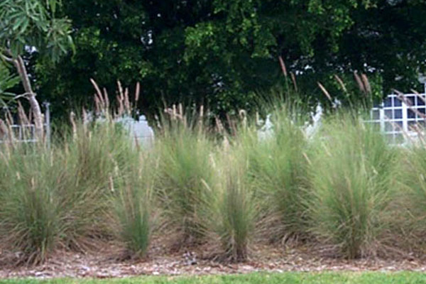 Green Fountain Grass - Shrubs | ALD Architectural Land Design Incorporated - Naples, Florida