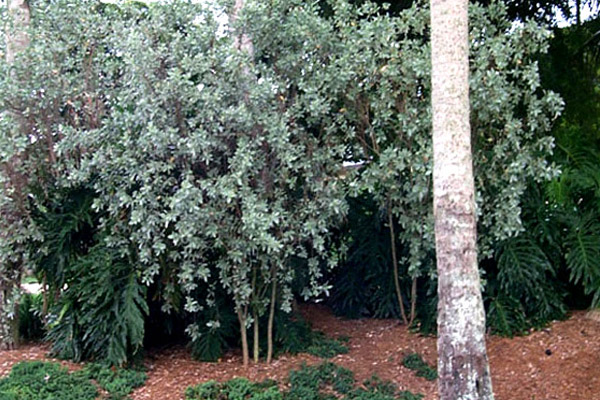 Silver Buttonwood - Shrubs | ALD Architectural Land Design Incorporated - Naples, Florida
