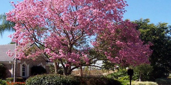 Pink Tree in Bloom | ALD Architectural Land Design Resources