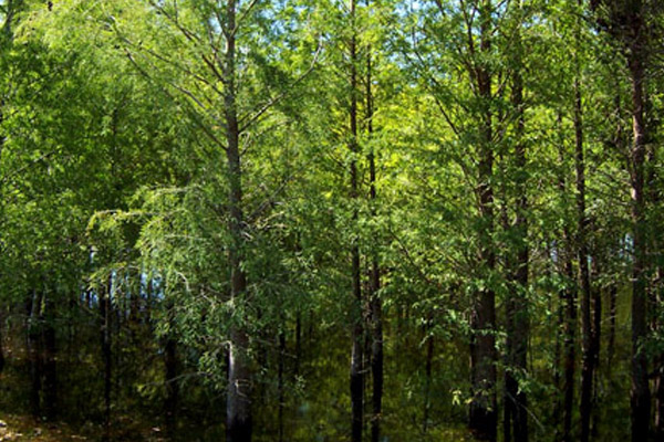 Bald Cypress - Trees | ALD Architectural Land Design Incorporated - Naples, Florida