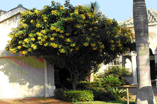 Cassia - Trees | ALD Architectural Land Design Incorporated - Naples, Florida