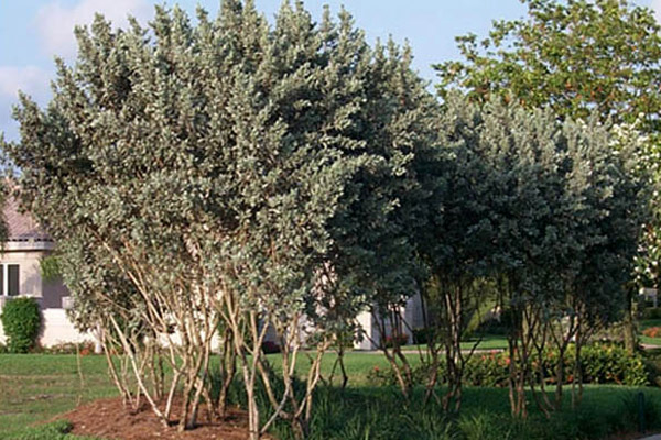 Silver Buttonwood - Trees | ALD Architectural Land Design Incorporated - Naples, Florida